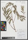 Foto von Salix alba L.